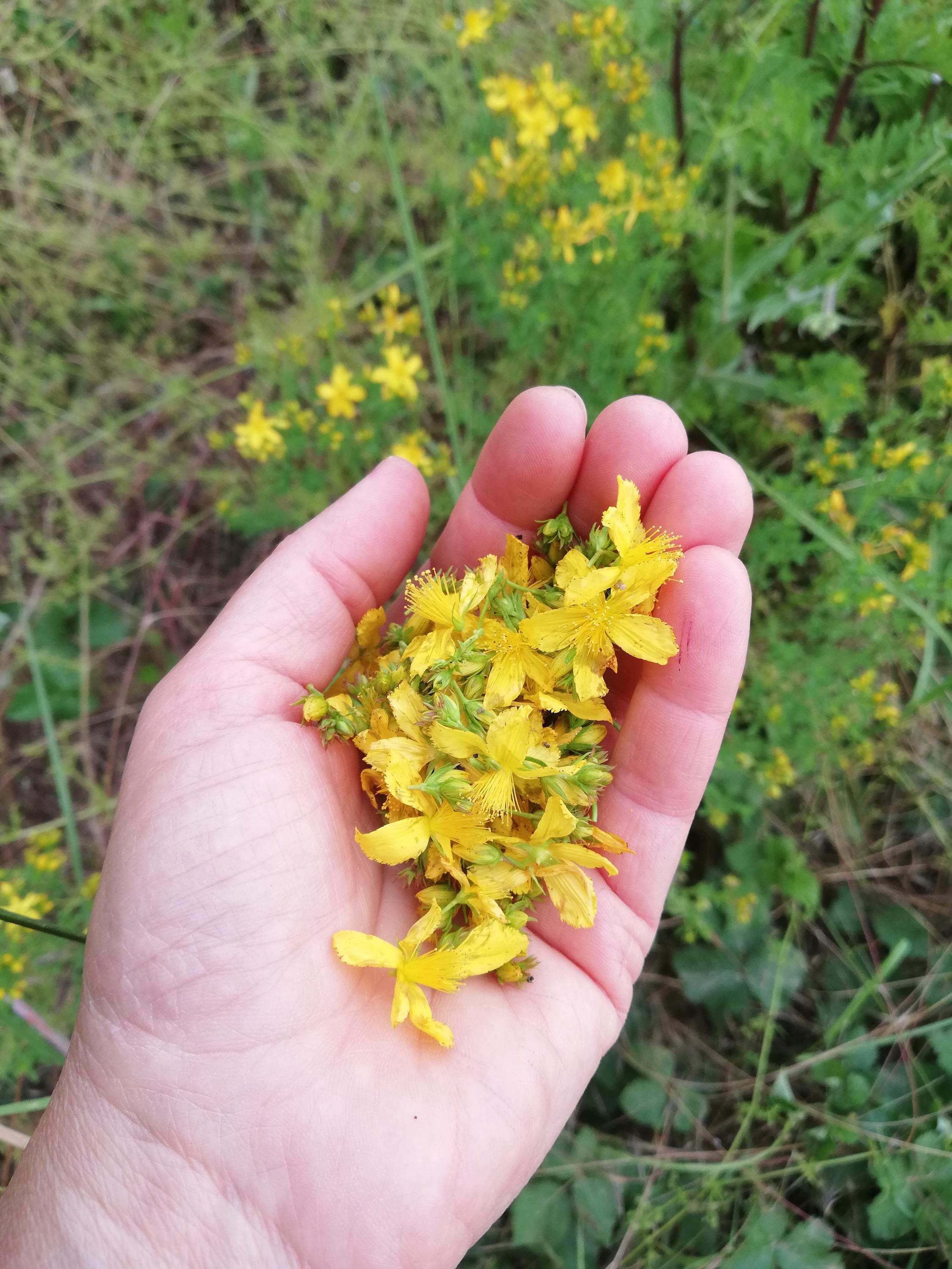 St.John's Wort salve/Baume au millepertuis